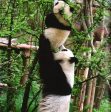 Panda: Back From The Brink For Discount