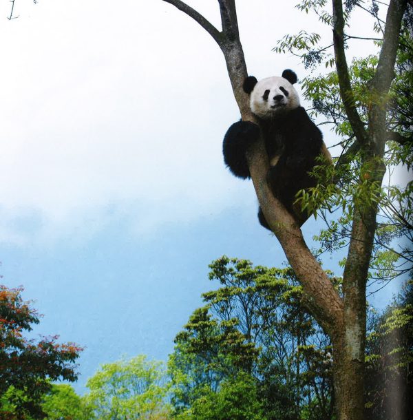 Panda: Back From The Brink For Discount